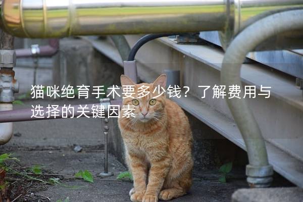 貓咪絕育手術要多少錢？了解費用與選擇的關鍵因素