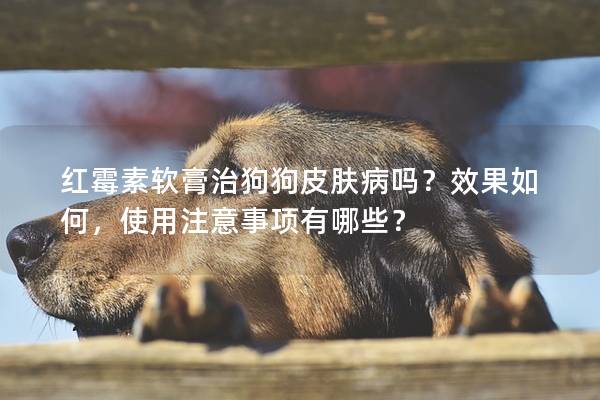 紅霉素軟膏治狗狗皮膚病嗎？效果如何，使用注意事項(xiàng)有哪些？