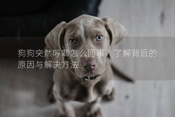 狗狗突然哼唧怎么回事？了解背后的原因與解決方法