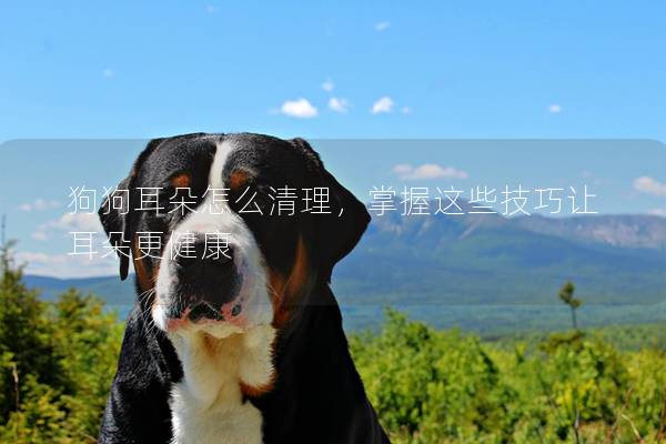 狗狗耳朵怎么清理，掌握這些技巧讓耳朵更健康