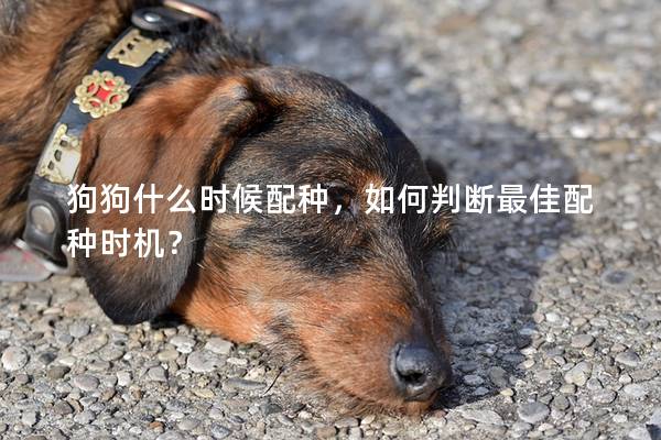 狗狗什么時候配種，如何判斷最佳配種時機？