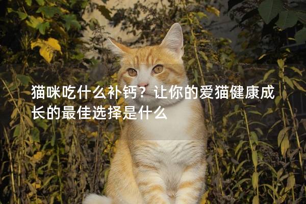 貓咪吃什么補鈣?讓你的愛貓健康成長的最佳選擇是什么 貓咪吃什么補鈣?讓你的愛貓健康成長的最佳選擇是什么