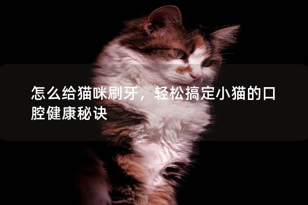 怎么給貓咪刷牙，輕松搞定小貓的口腔健康秘訣