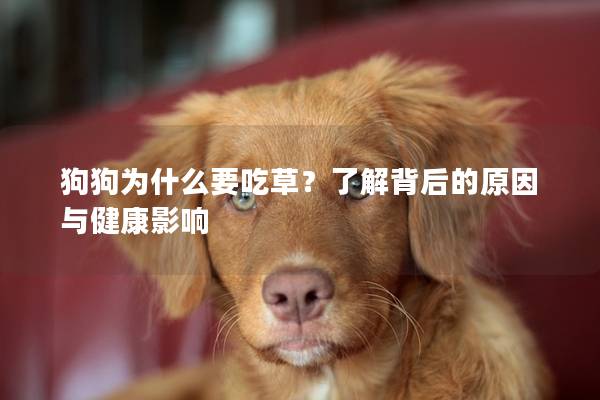 狗狗為什么要吃草？了解背后的原因與健康影響