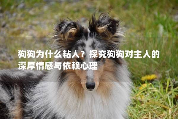 狗狗為什么粘人？探究狗狗對主人的深厚情感與依賴心理