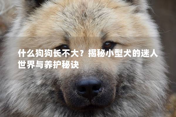 什么狗狗長不大？揭秘小型犬的迷人世界與養護秘訣