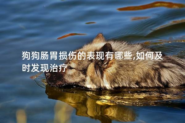 狗狗腸胃損傷的表現有哪些,如何及時發現治療