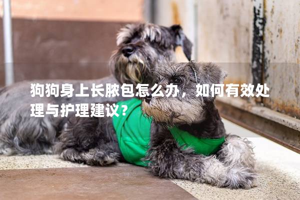 狗狗身上長(zhǎng)膿包怎么辦，如何有效處理與護(hù)理建議？