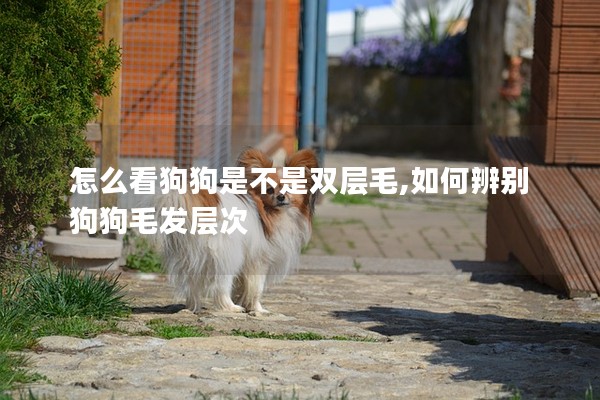怎么看狗狗是不是雙層毛,如何辨別狗狗毛發(fā)層次