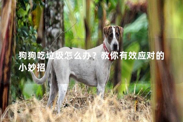 狗狗吃垃圾怎么辦？教你有效應(yīng)對(duì)的小妙招