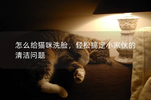 怎么給貓咪洗臉，輕松搞定小家伙的清潔問題