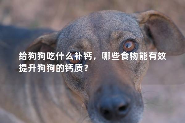 給狗狗吃什么補鈣，哪些食物能有效提升狗狗的鈣質？