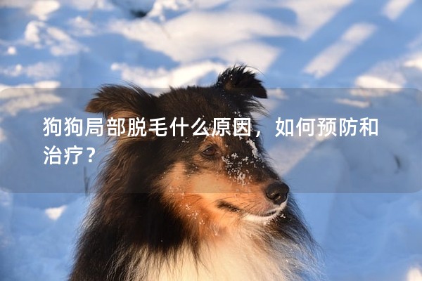 狗狗局部脫毛什么原因，如何預防和治療？