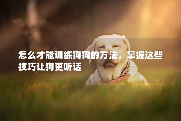 怎么才能訓(xùn)練狗狗的方法，掌握這些技巧讓狗更聽(tīng)話(huà)