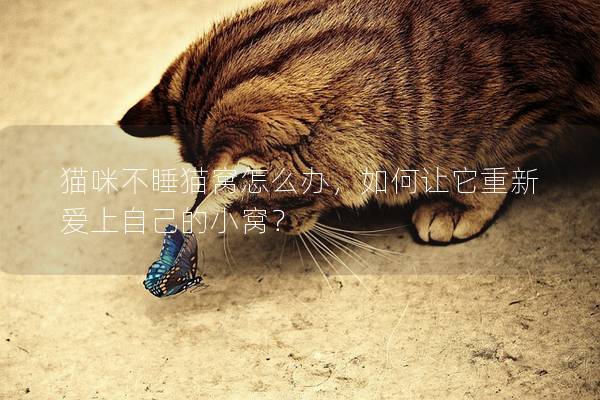 貓咪不睡貓窩怎么辦,如何讓它重新愛上自己的小窩? 貓咪不睡貓窩怎么辦,如何讓它重新愛上自己的小窩?