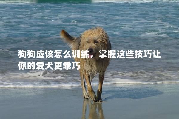 狗狗應該怎么訓練，掌握這些技巧讓你的愛犬更乖巧