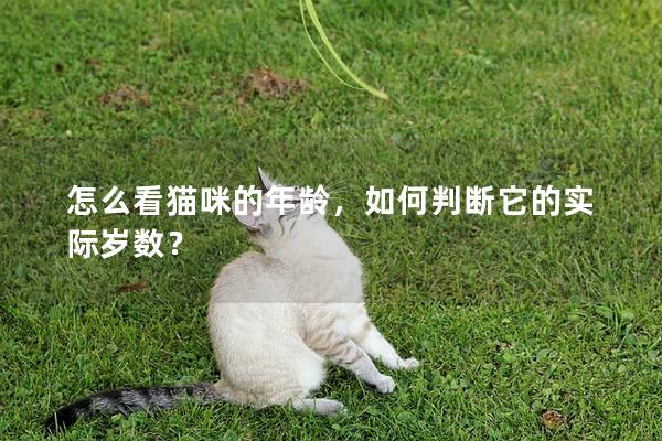 怎么看貓咪的年齡，如何判斷它的實際歲數？