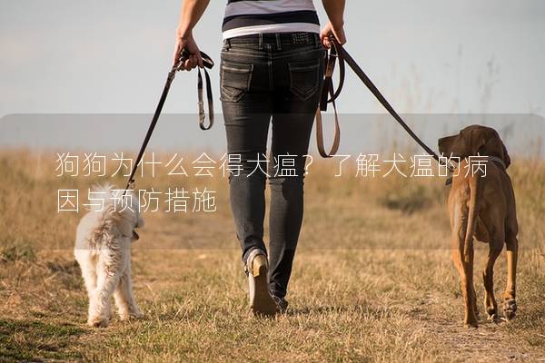 狗狗為什么會得犬瘟？了解犬瘟的病因與預(yù)防措施