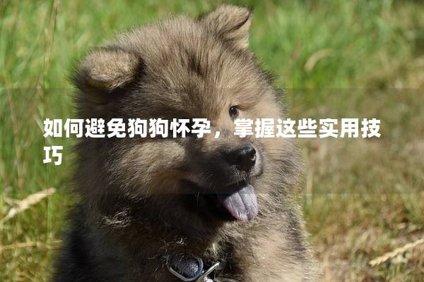 如何避免狗狗懷孕，掌握這些實用技巧