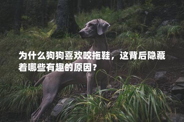為什么狗狗喜歡咬拖鞋，這背后隱藏著哪些有趣的原因？