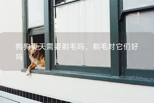 狗狗夏天需要剃毛嗎,剃毛對(duì)它們好嗎 狗狗夏天需要剃毛嗎,剃毛對(duì)它們好嗎