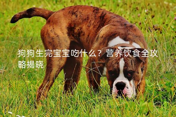 狗狗生完寶寶吃什么？營(yíng)養(yǎng)飲食全攻略揭曉