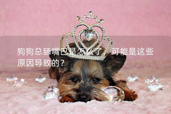 狗狗總舔嘴巴是怎么了，可能是這些原因導致的？