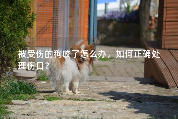 被受傷的狗咬了怎么辦，如何正確處理傷口？