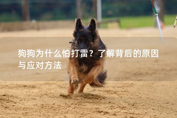 狗狗為什么怕打雷？了解背后的原因與應對方法