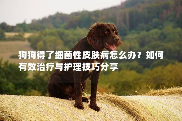 狗狗得了細菌性皮膚病怎么辦?如何有效治療與護理技巧分享 狗狗得了細菌性皮膚病怎么辦?如何有效治療與護理技巧分享