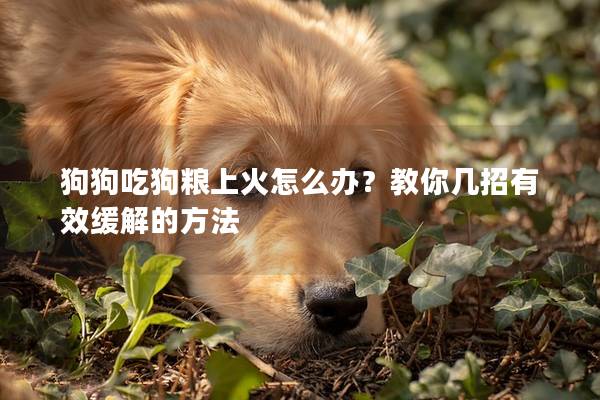 狗狗吃狗糧上火怎么辦？教你幾招有效緩解的方法