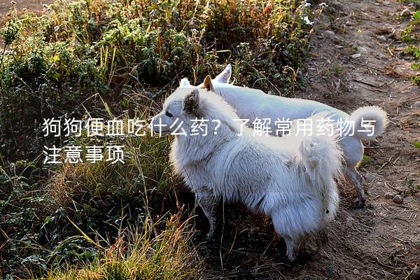 狗狗便血吃什么藥？了解常用藥物與注意事項
