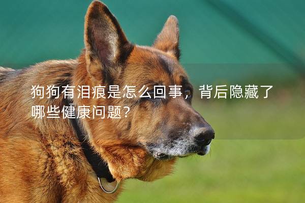 狗狗有淚痕是怎么回事，背后隱藏了哪些健康問題？