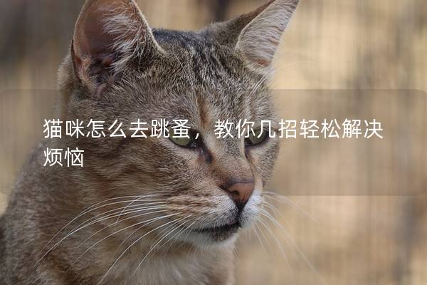 貓咪怎么去跳蚤，教你幾招輕松解決煩惱