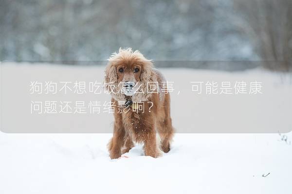 狗狗不想吃飯怎么回事，可能是健康問題還是情緒影響？