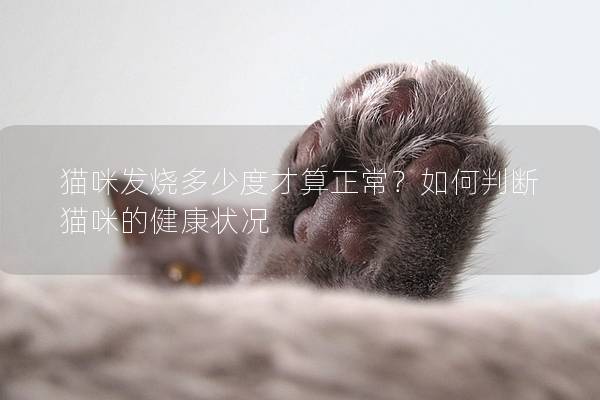 貓咪發燒多少度才算正常？如何判斷貓咪的健康狀況