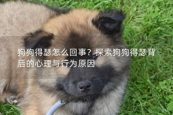 狗狗得瑟怎么回事？探索狗狗得瑟背后的心理與行為原因