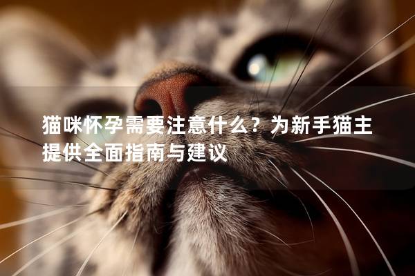 貓咪懷孕需要注意什么？為新手貓主提供全面指南與建議