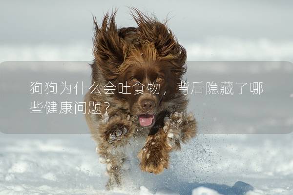 狗狗為什么會(huì)吐食物，背后隱藏了哪些健康問題？
