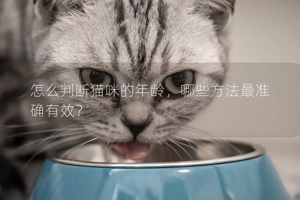 怎么判斷貓咪的年齡，哪些方法最準確有效？