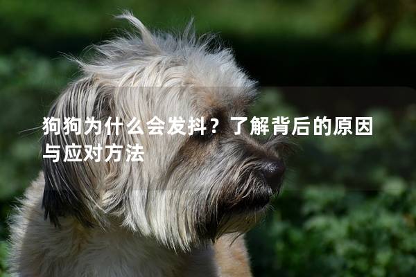 狗狗為什么會發抖？了解背后的原因與應對方法