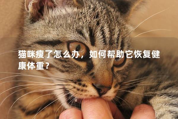 貓咪瘦了怎么辦，如何幫助它恢復健康體重？