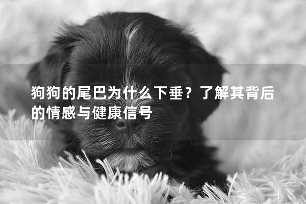 狗狗的尾巴為什么下垂？了解其背后的情感與健康信號