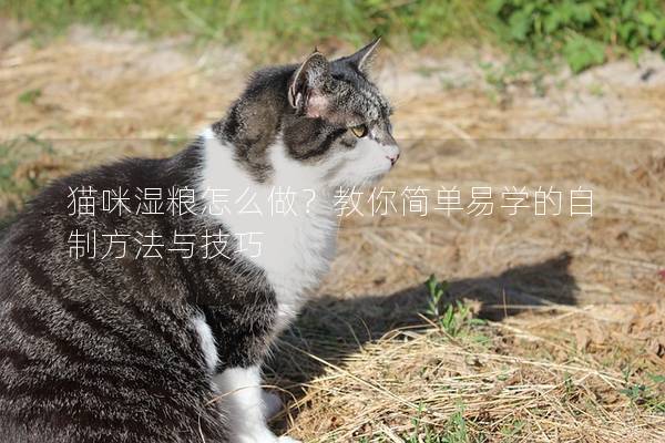 貓咪濕糧怎么做？教你簡單易學的自制方法與技巧