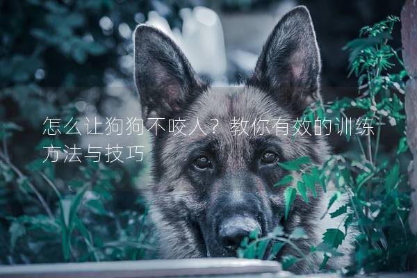 怎么讓狗狗不咬人？教你有效的訓練方法與技巧