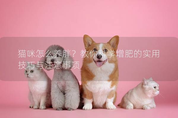貓咪怎么養胖？教你科學增肥的實用技巧與注意事項