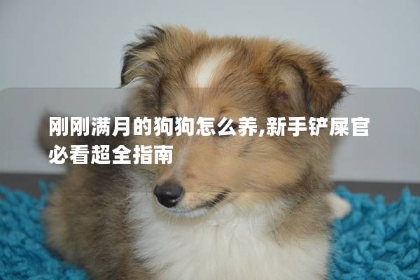 剛剛滿月的狗狗怎么養,新手鏟屎官必看超全指南
