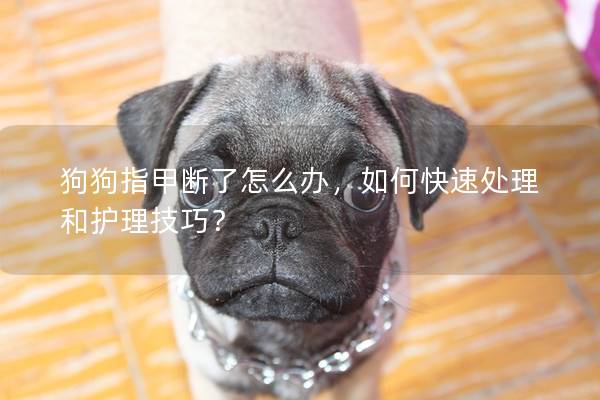 狗狗指甲斷了怎么辦，如何快速處理和護(hù)理技巧？
