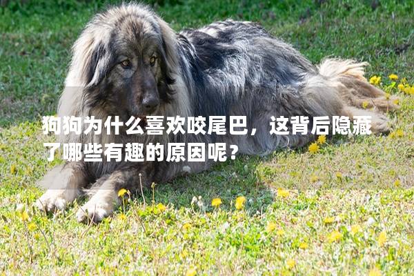 狗狗為什么喜歡咬尾巴，這背后隱藏了哪些有趣的原因呢？