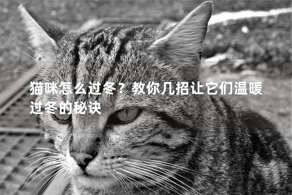 貓咪怎么過冬？教你幾招讓它們溫暖過冬的秘訣